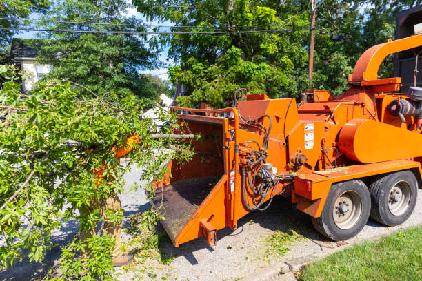 Best Tree Trimming and Pruning  in USA